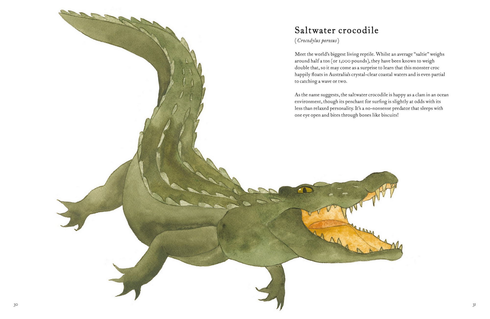 The Colorful World of Reptiles