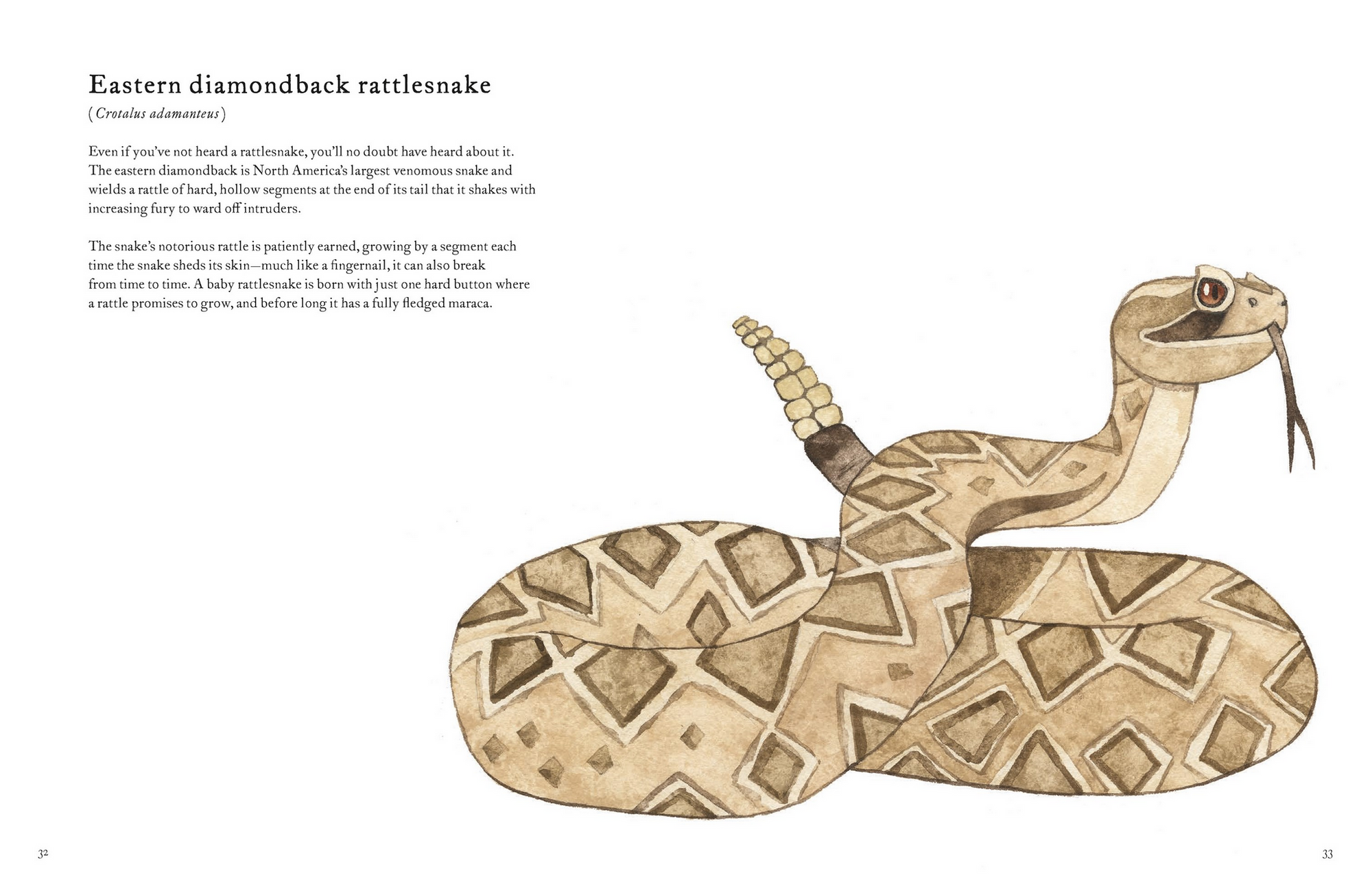 The Colorful World of Reptiles