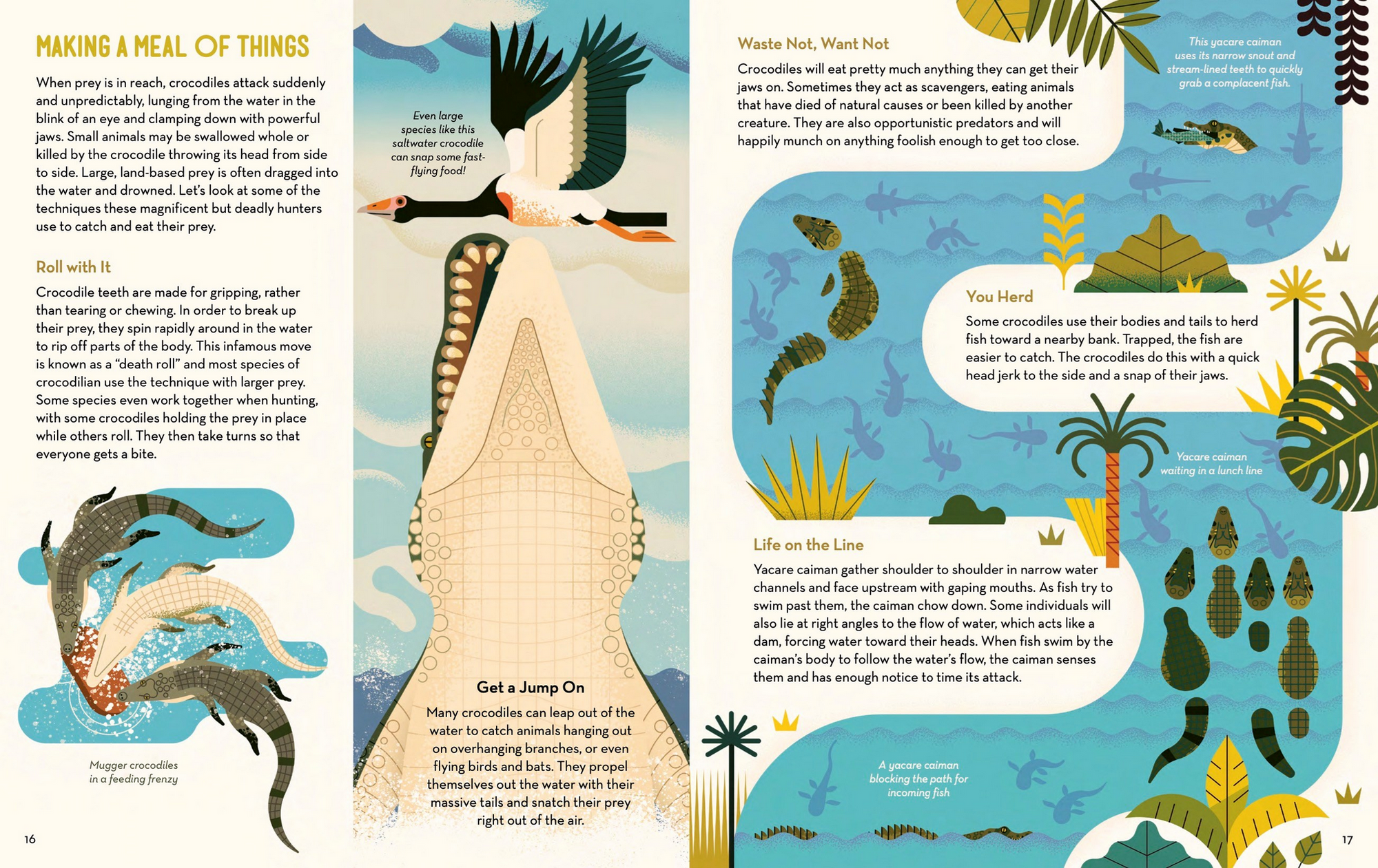 Curious About Crocodiles