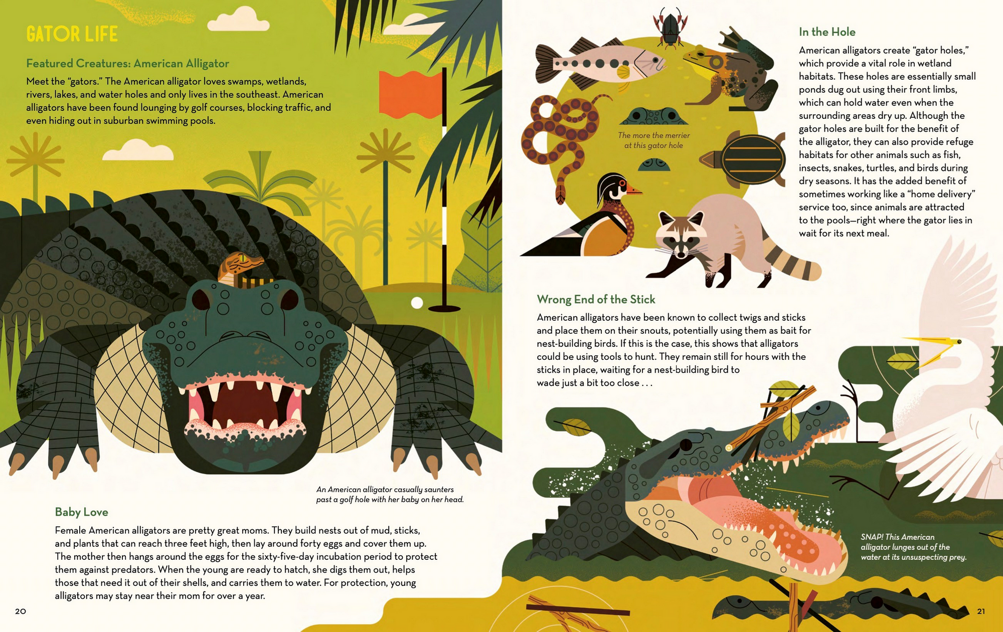 Curious About Crocodiles