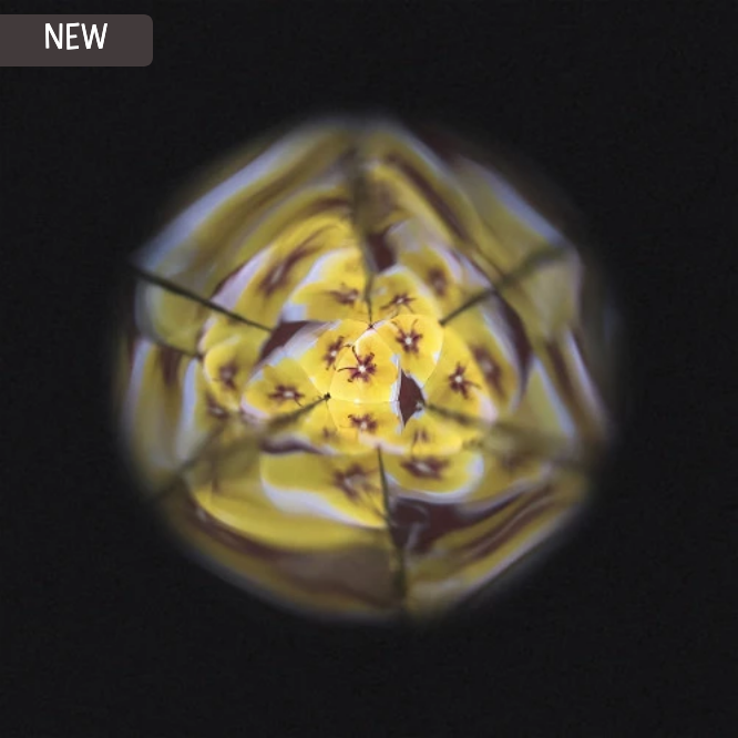Close-up of a yellow flower under a magnifying lens on a black background