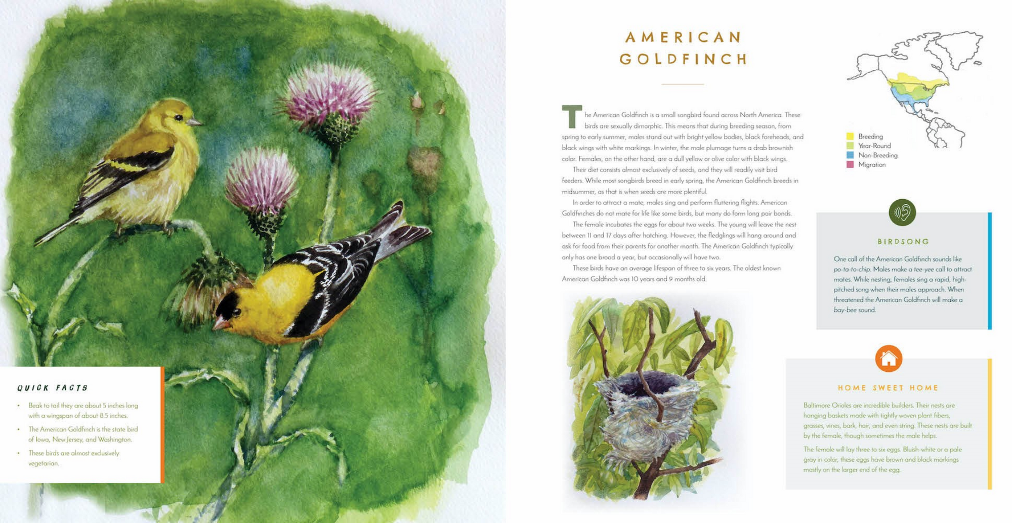 Illustration of American Goldfinches on a plant with educational text and graphics.