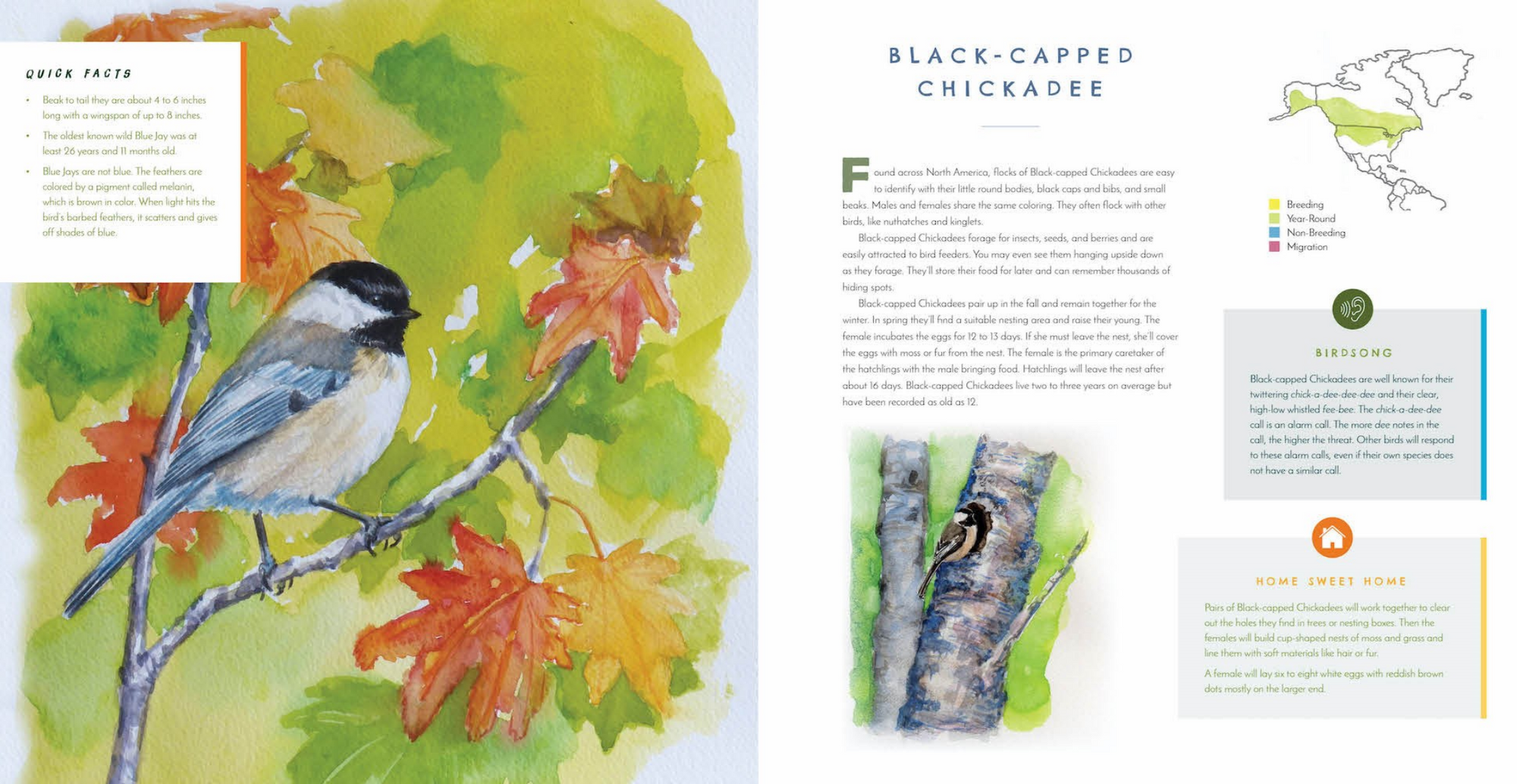 Illustration of a black-capped chickadee on a branch with autumn leaves and descriptive text.