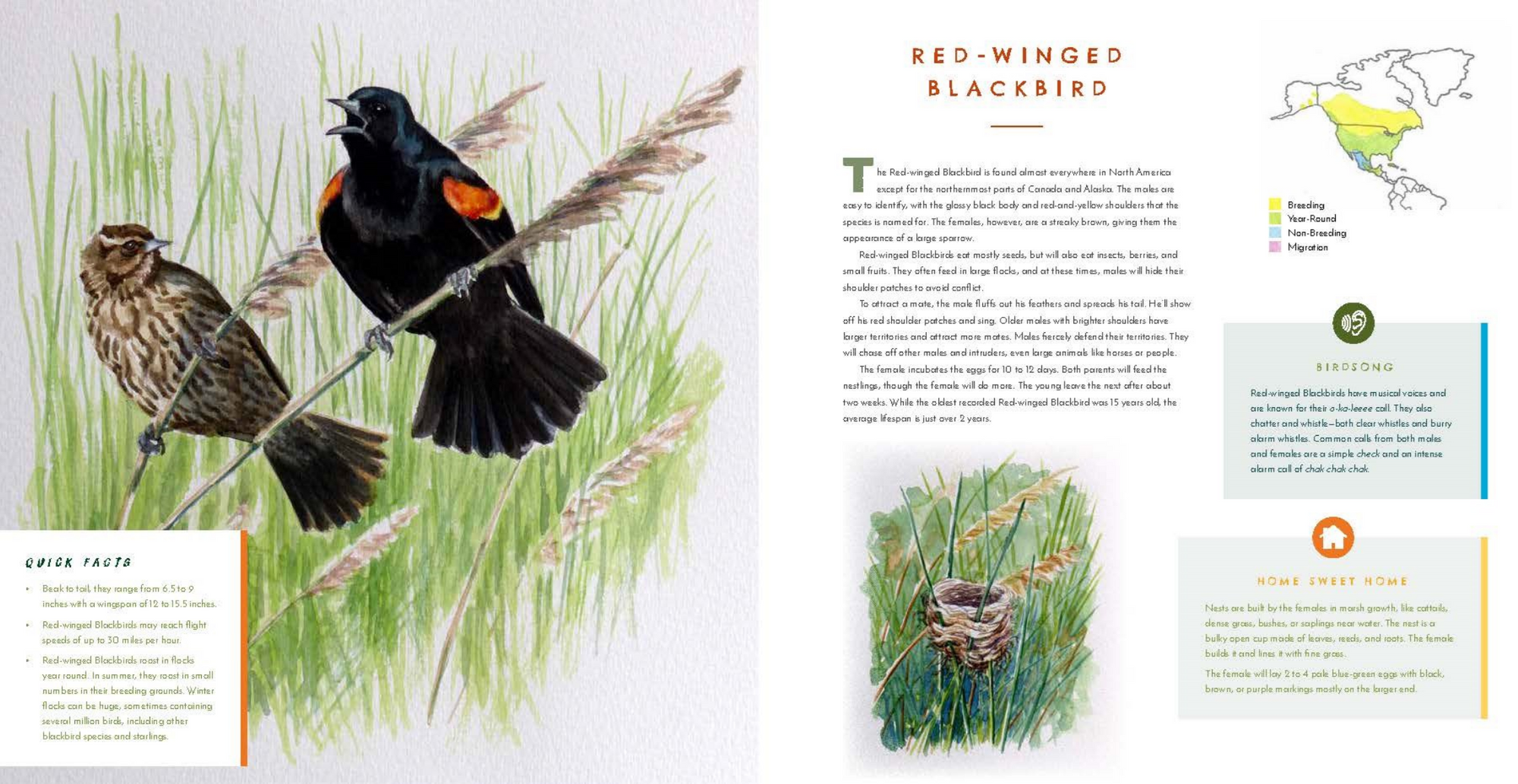 Book page with illustrations of red-winged blackbirds and text about the species.
