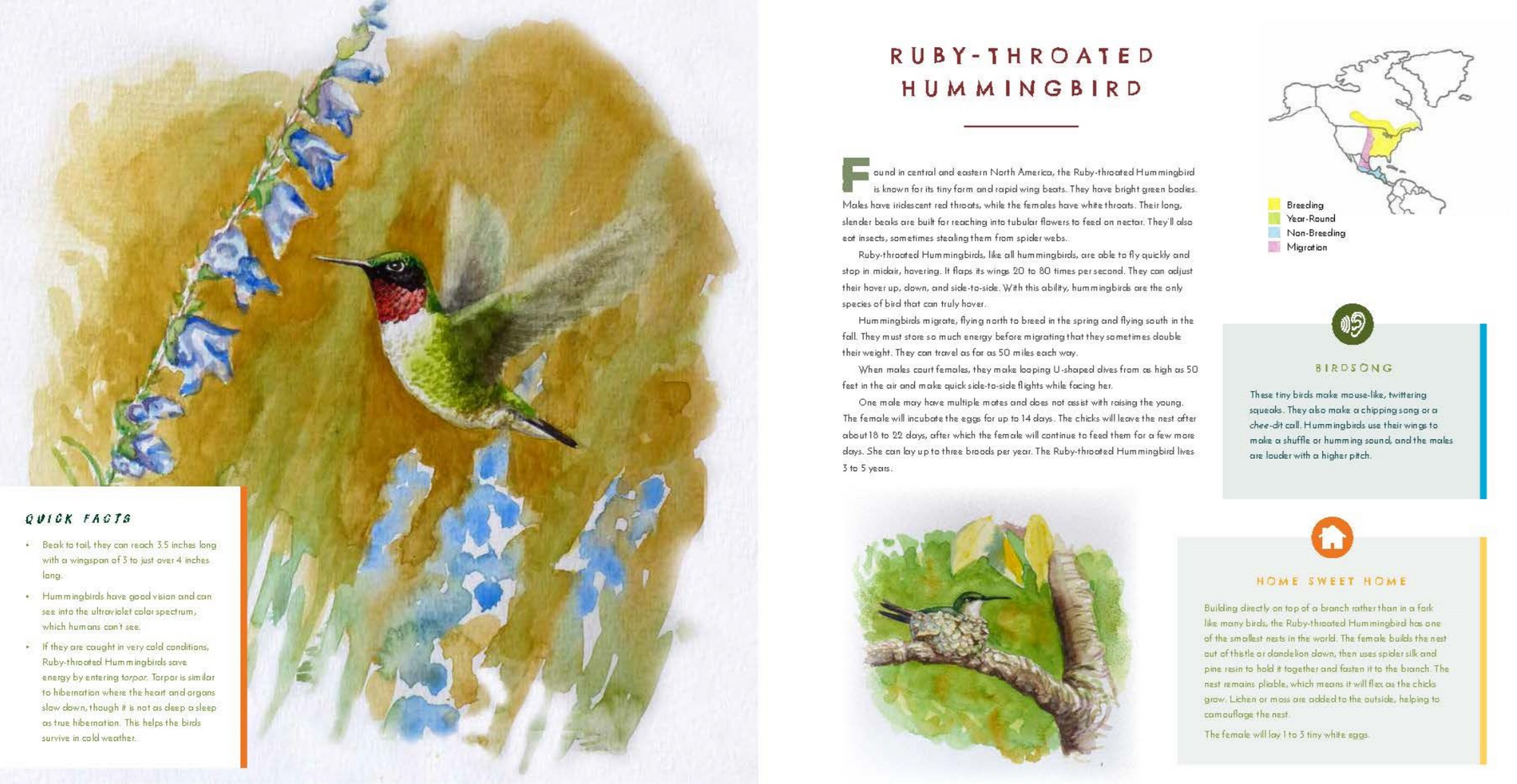 Illustration of a ruby-throated hummingbird with floral elements and text on a white background