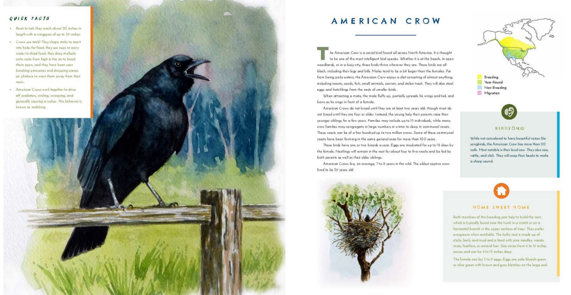 Illustration of an American crow on a fence with educational text and graphics about the bird.