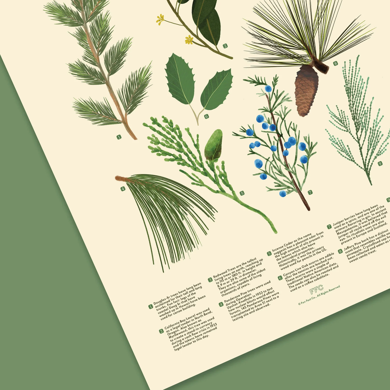 An illustrated botanical print featuring various evergreen branches, pine needles, pine cones, and blue berries with small numbered labels and descriptive text, shown on a cream page against a muted green background.