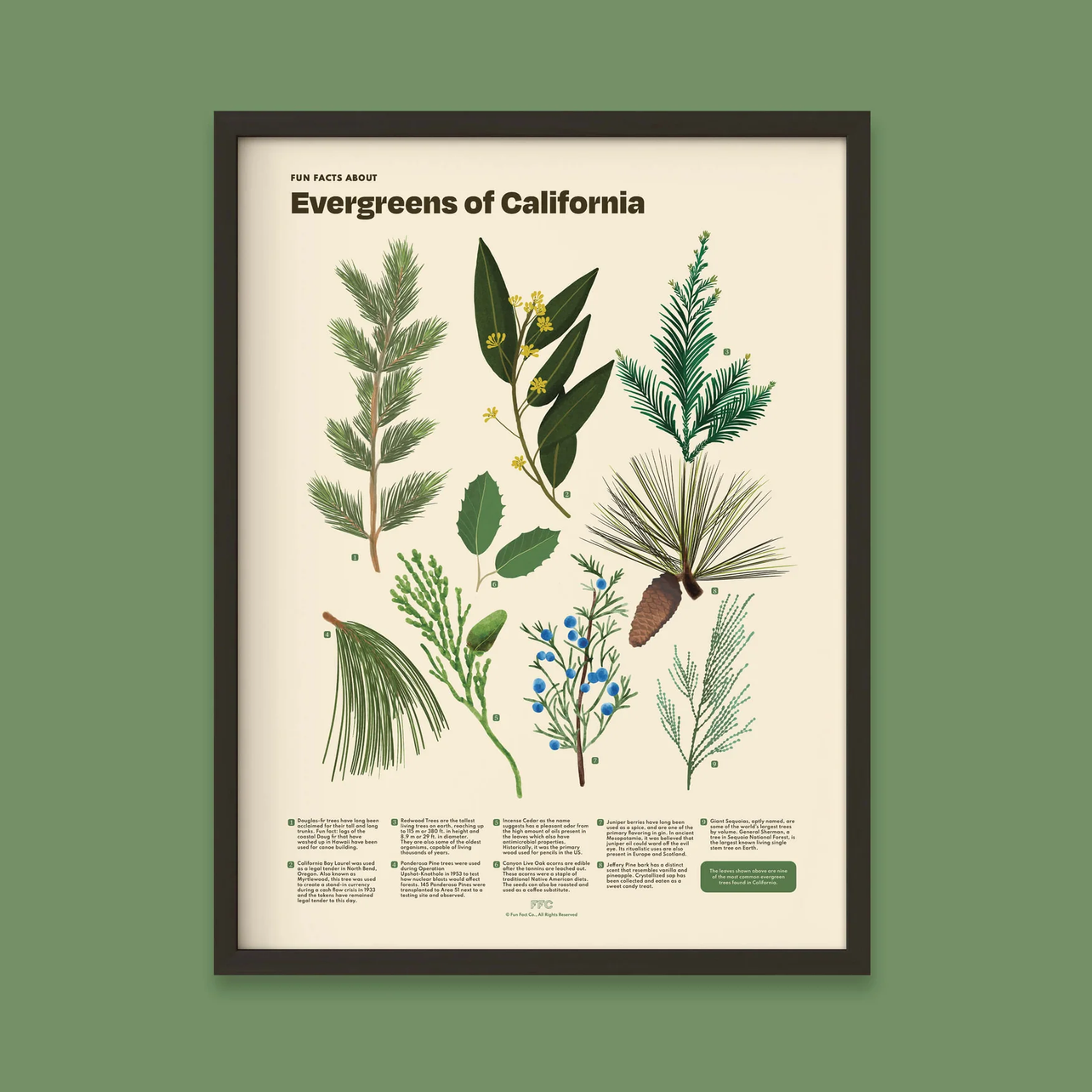 A framed botanical art print titled "Evergreens of California" showing illustrated evergreen branches, leaves, and pine elements on an off-white background, mounted against a muted sage green wall.
