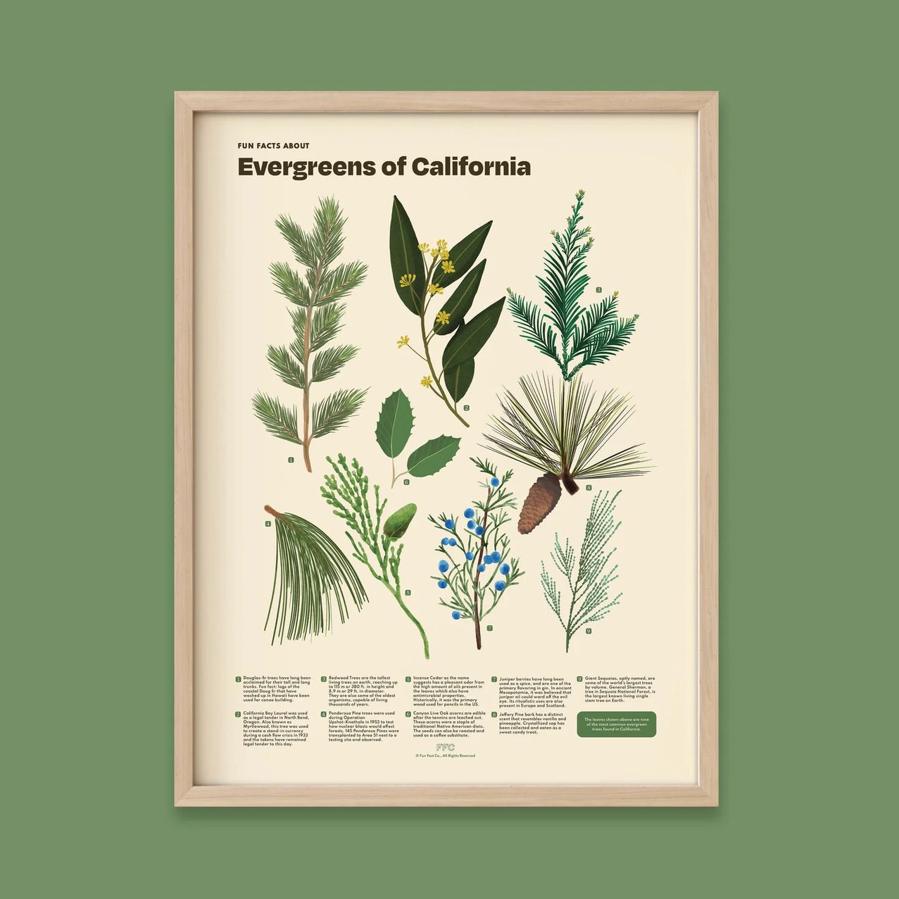A framed botanical art print titled "Evergreens of California" showing illustrated evergreen branches, leaves, and pine cones on an off-white background, mounted in a light wood frame against a muted green wall.