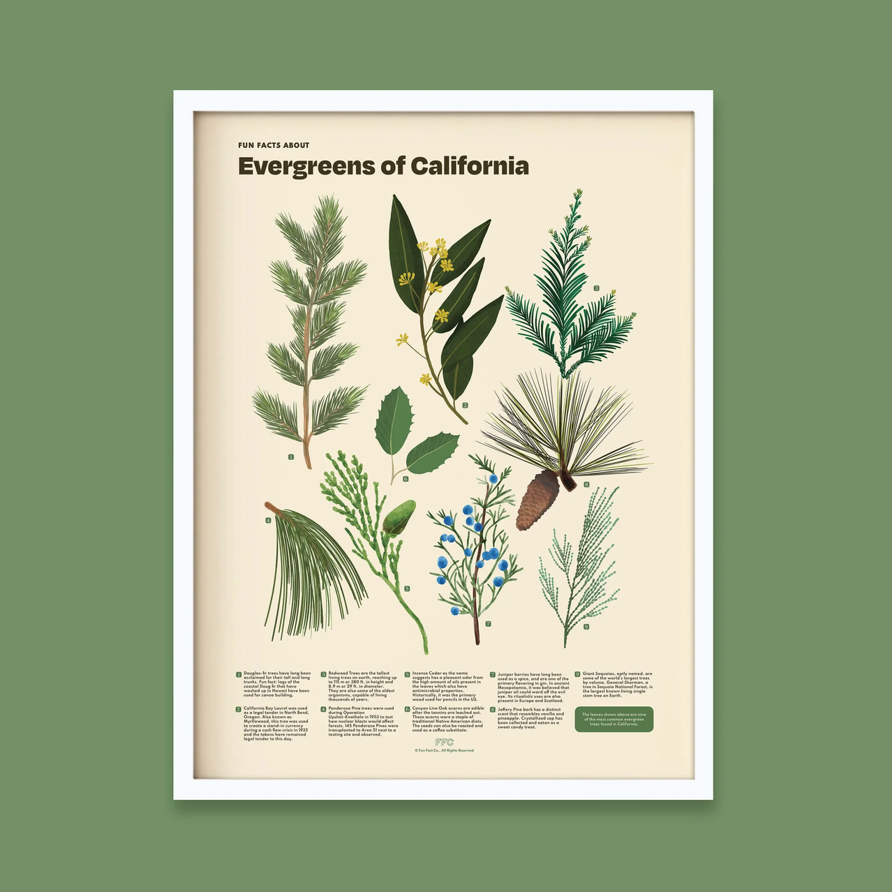 A framed botanical art print titled "Evergreens of California" showing illustrated evergreen branches, leaves, and pine elements on a cream background, mounted against a muted green wall.