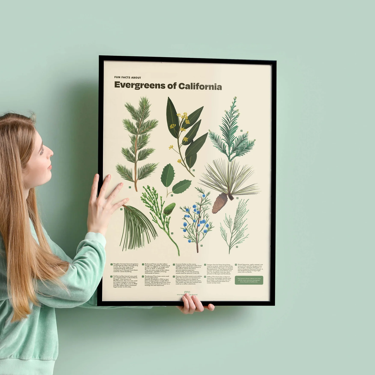 A woman in a mint green sweatshirt holds a large framed botanical art print titled 'Evergreens of California' against a solid pale mint green wall.