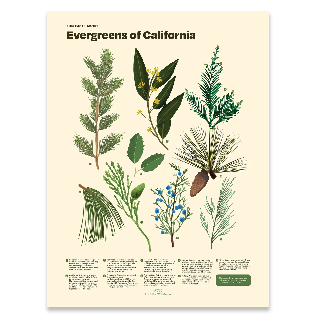 An educational botanical poster titled 'Evergreens of California' featuring detailed illustrations of various California evergreen plants, pine needles, leaves, and a pinecone on a cream-colored background with text at the bottom.