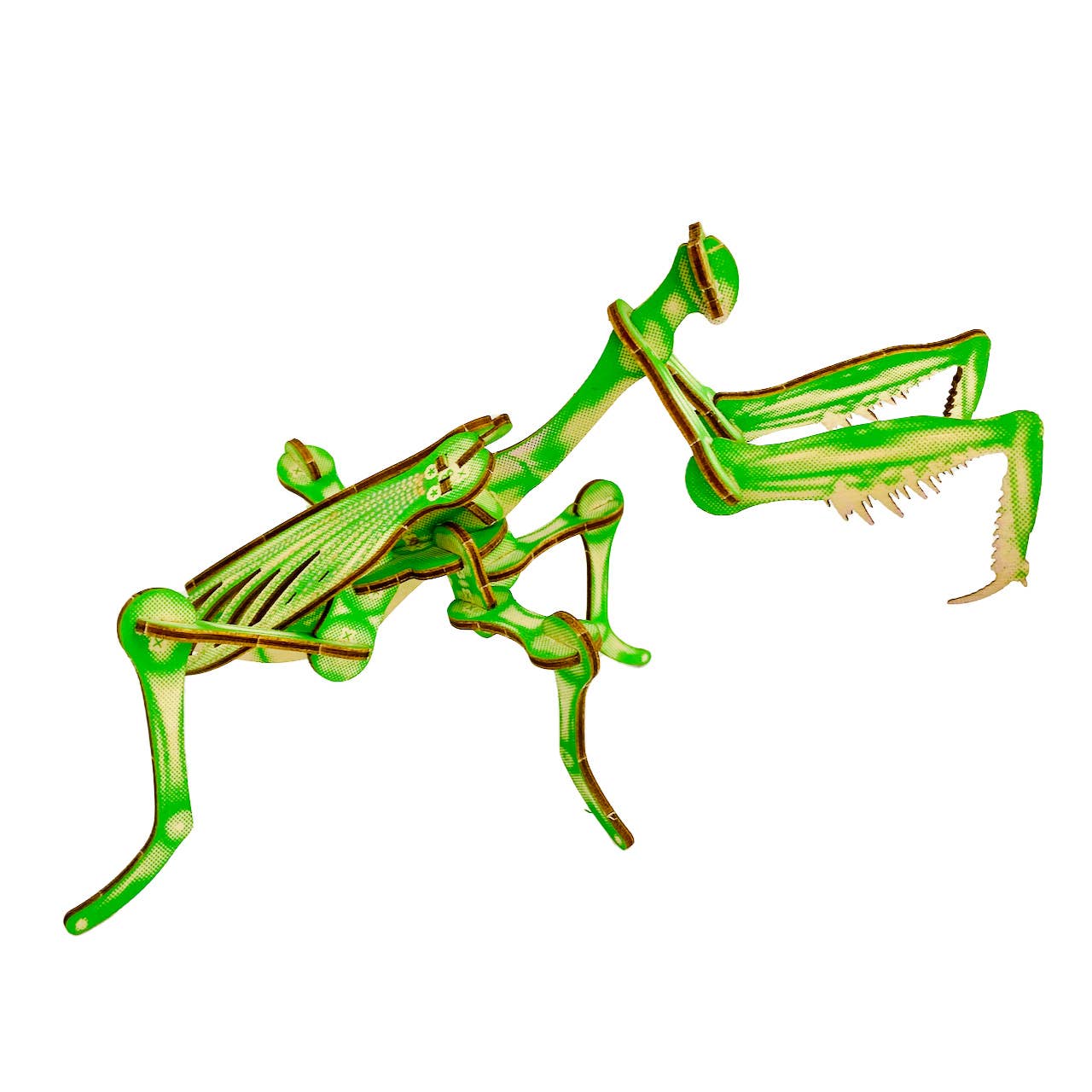 Green praying mantis skeleton on a white background