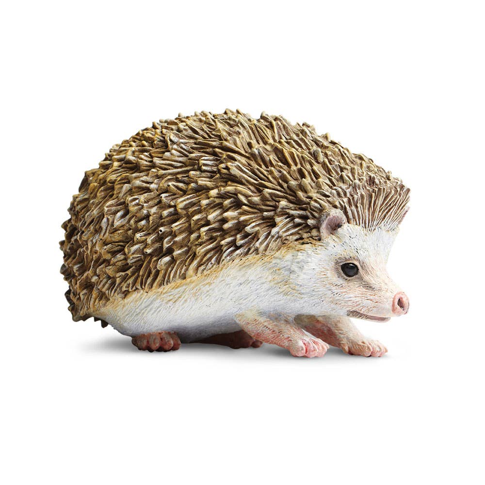 Hedgehog on a white background