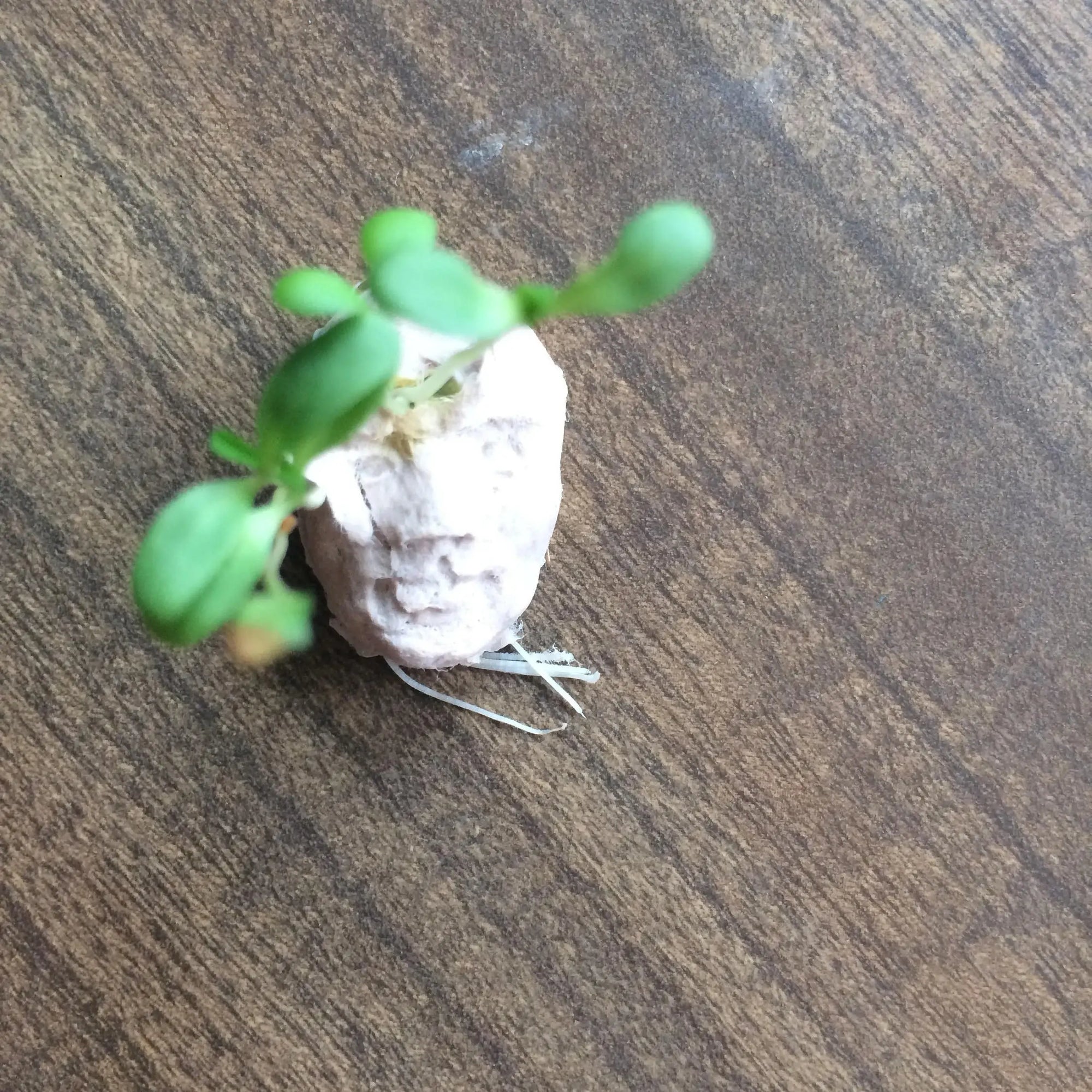 Small plant growing out of a paper face on a wooden surface