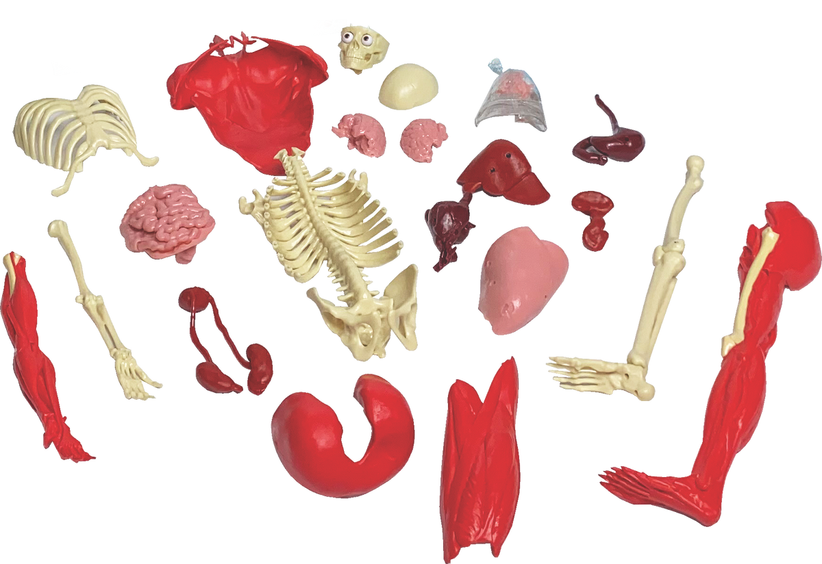 SmartLab Toys: Ultimate Squishy Human Body Lab -16in