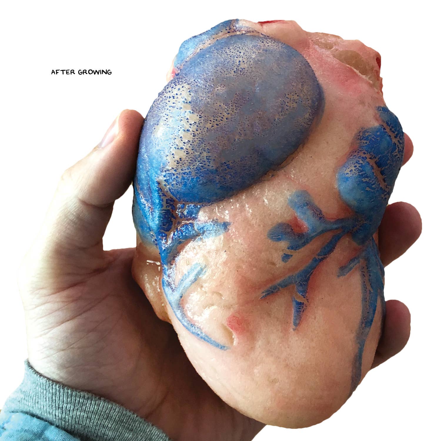 Grow a Heart |
Anatomy Model Polymer Heart Science Kit