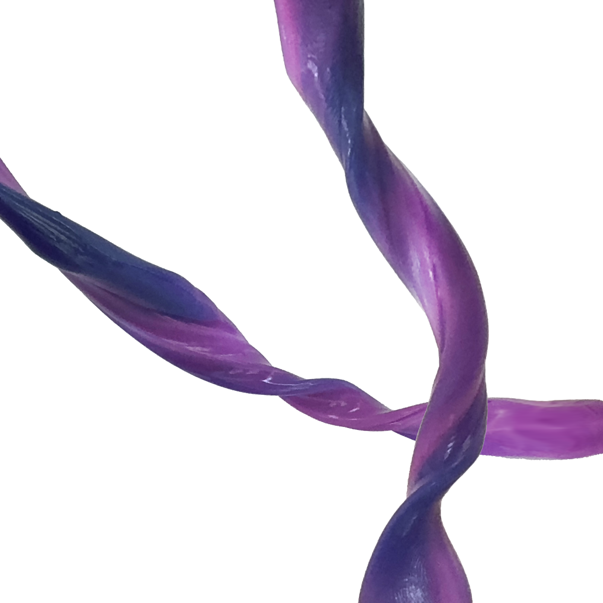Close-up of a twisted purple and blue cable on a white background