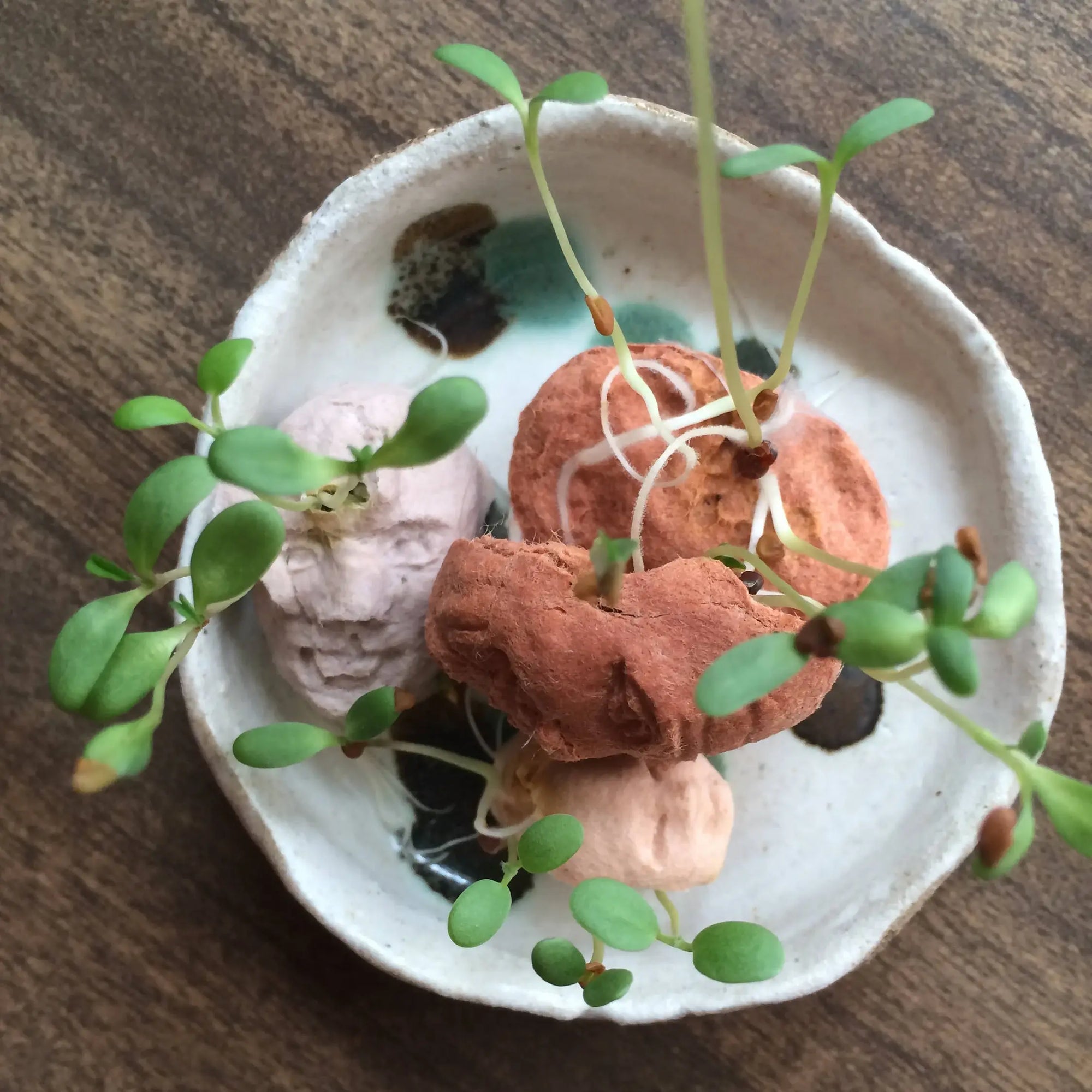 Small ceramic dish with pink and brown objects and green sprouts on a wooden surface