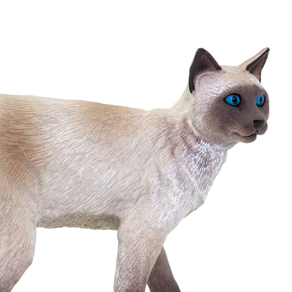 Siamese cat with blue eyes on a white background