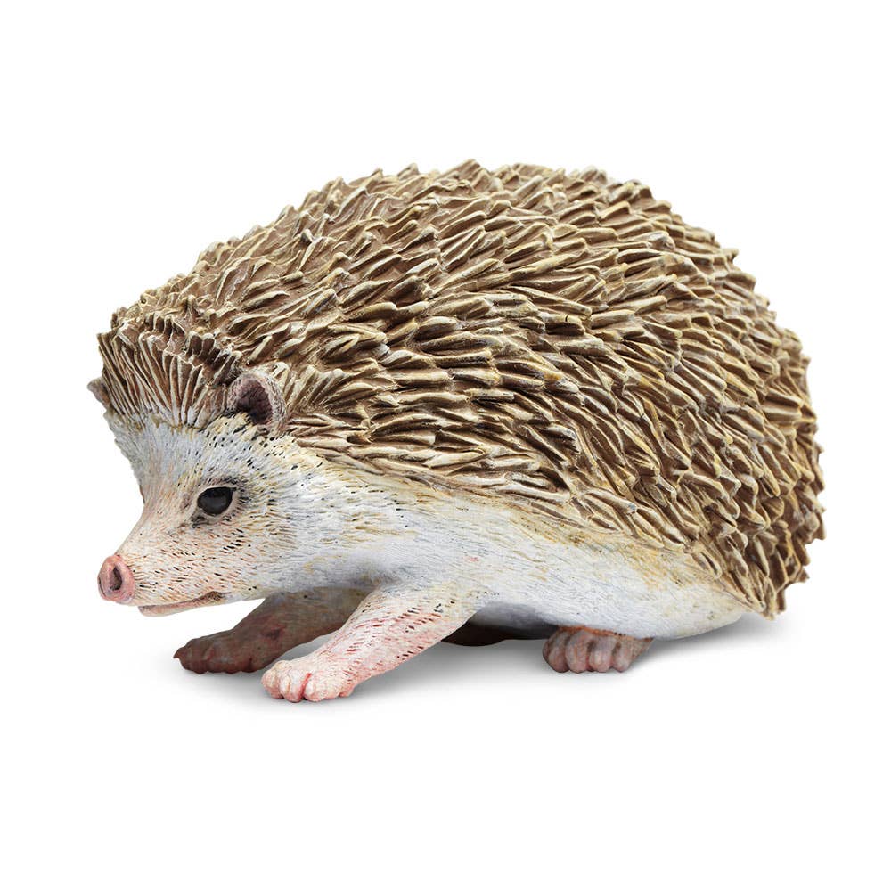 Hedgehog on a white background