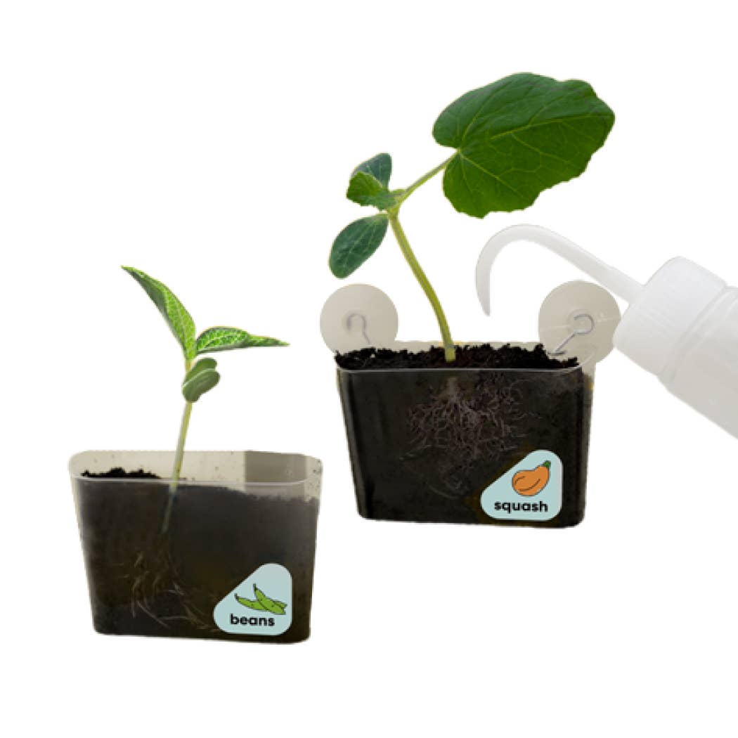 Two small pots with seedlings labeled 'beans' and 'squash', and a white watering can.