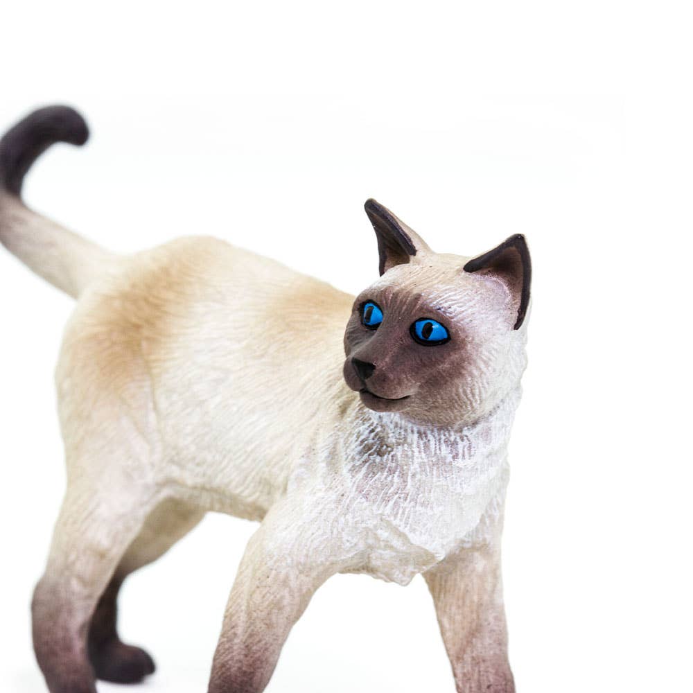 Siamese cat with blue eyes on a white background