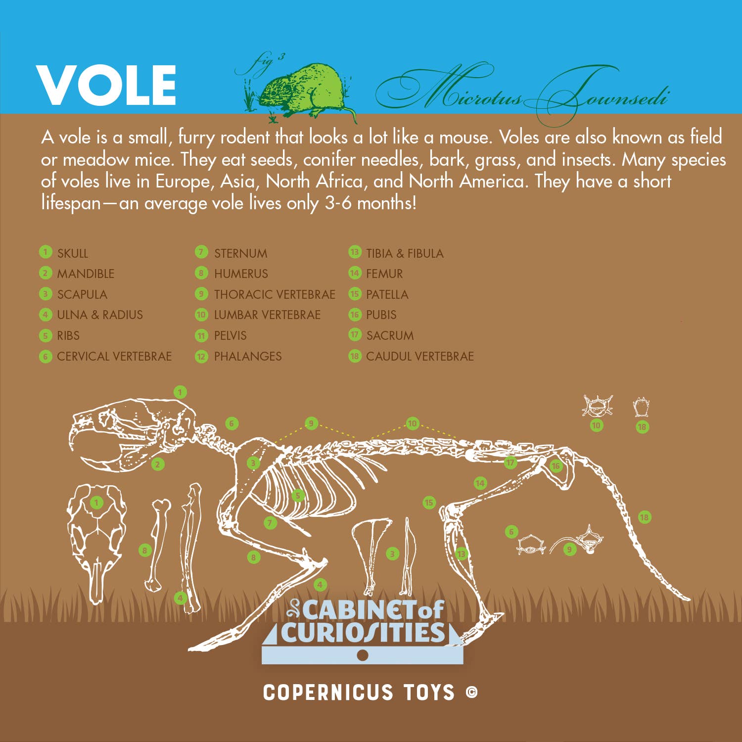 Cabinet of Owl Pellets | Dissection Kit Science