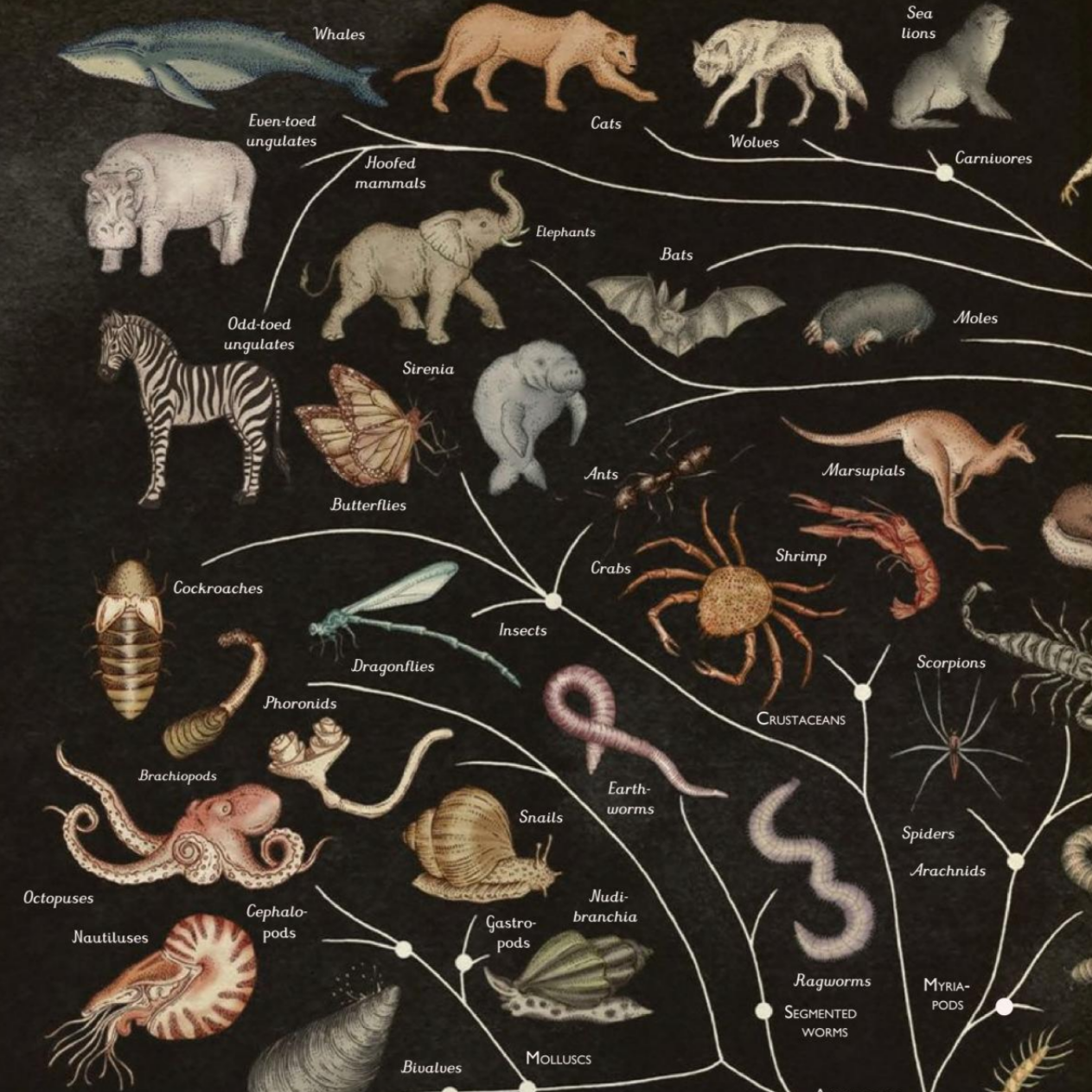 Animalium