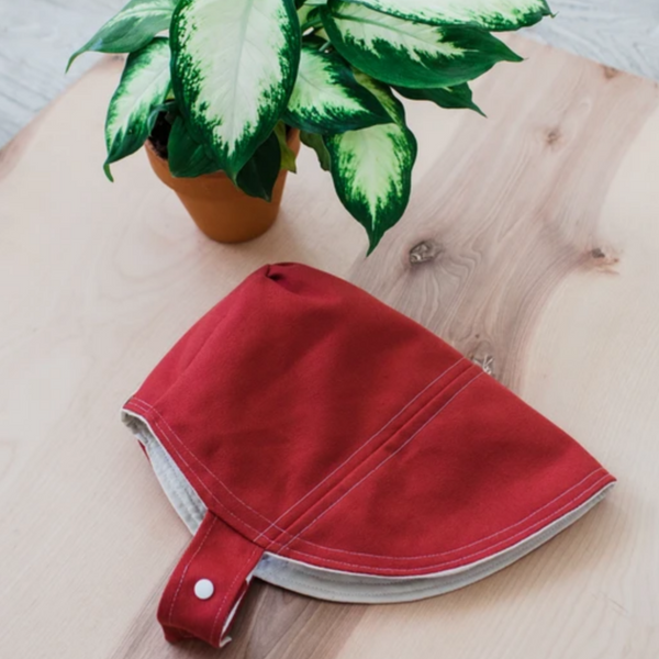 red sun bonnet with plant
