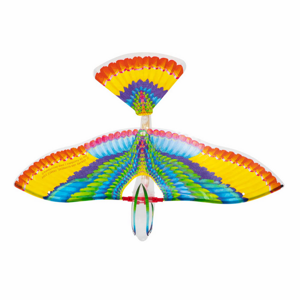 colorful bird as seen overhead