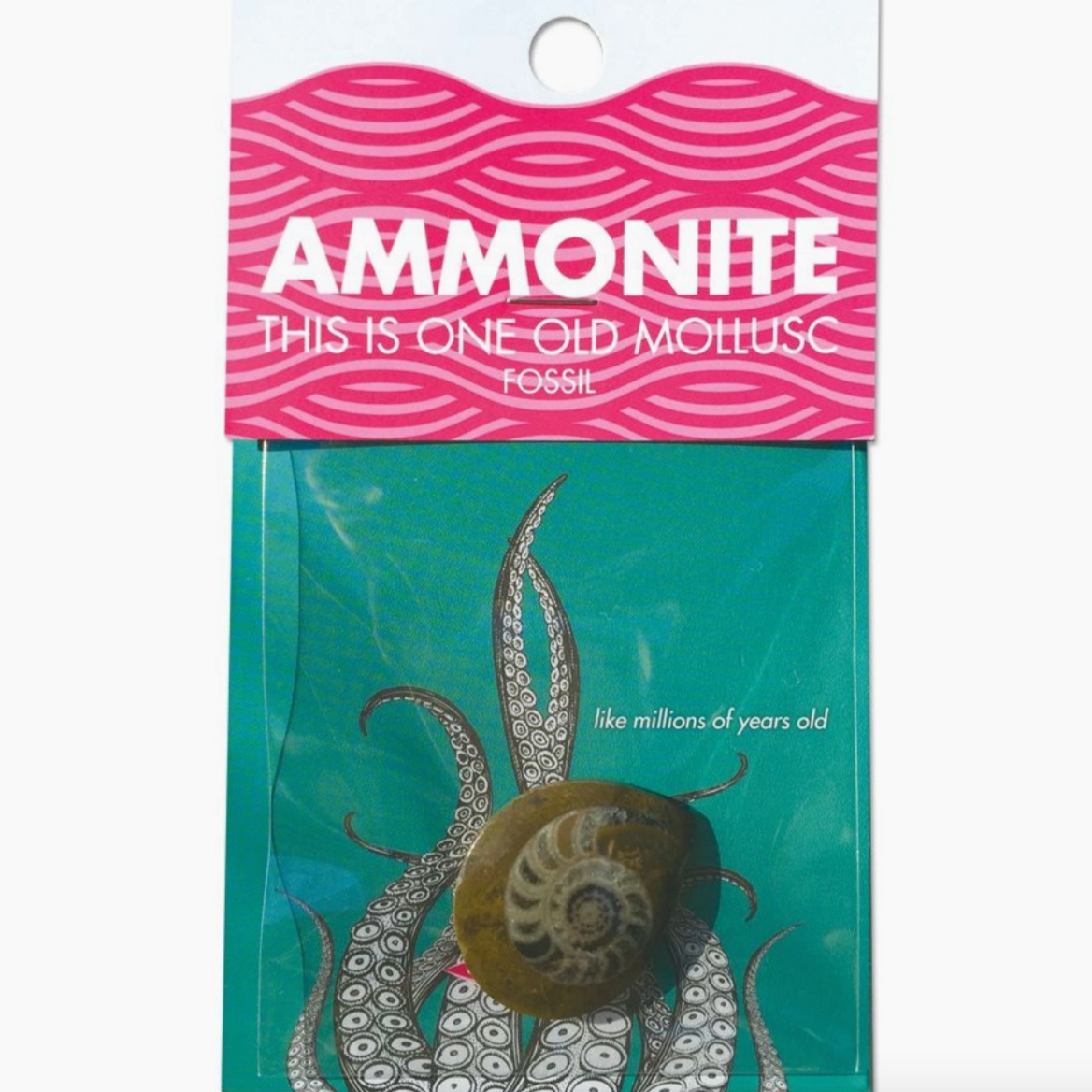 ammonite in packaging that rreads "ammonite, this is one old mollusc fossile- like millions of years old"