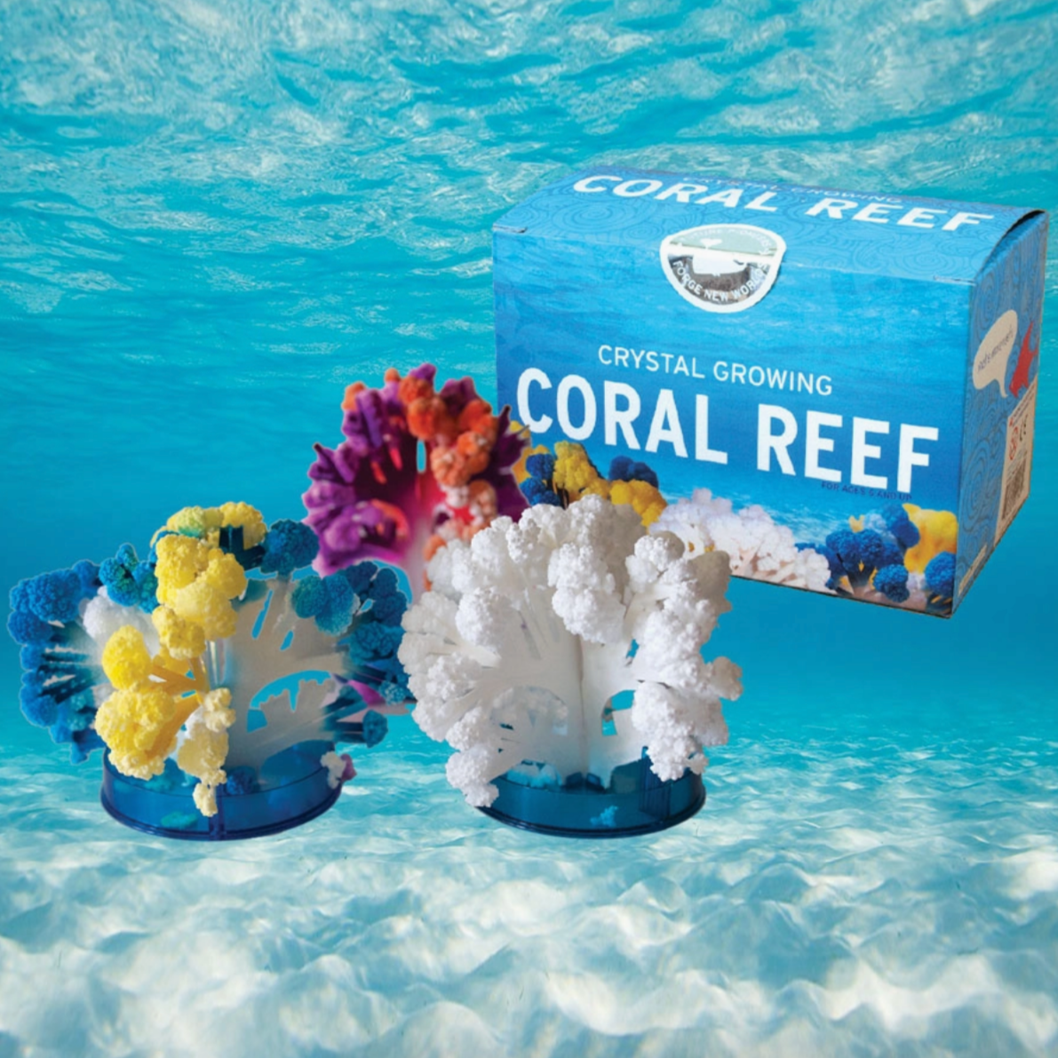 box with inside contents on display after finishing with ocean background