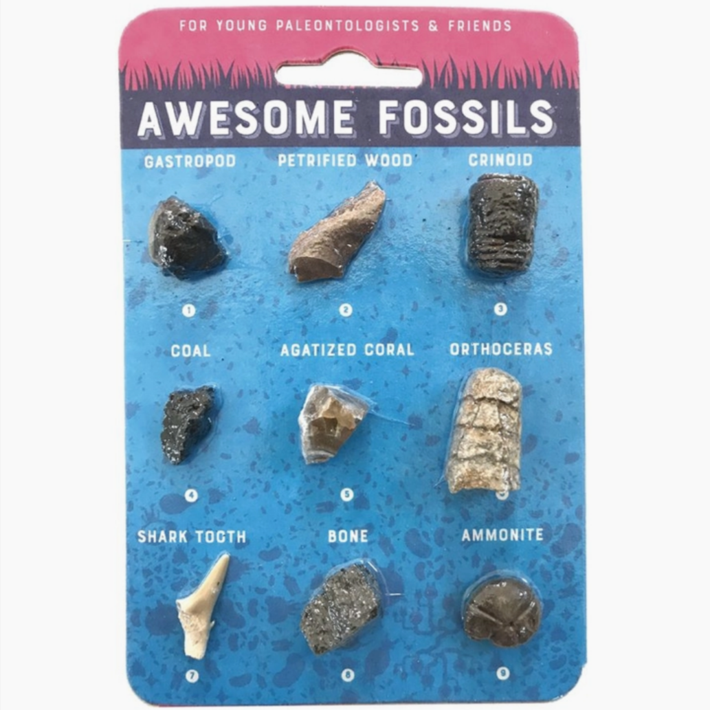 Fossil Card (4-12yrs)