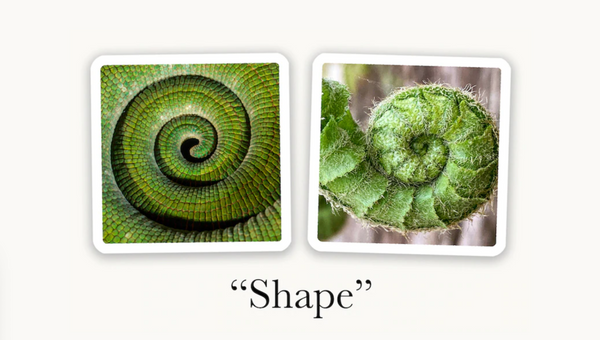 OuiSi Nature: Games of Visual Connection 4yrs+, 10yrs+, all ages