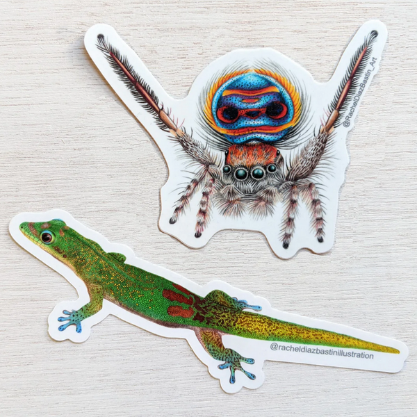 Peacock Spider or Gecko Sticker